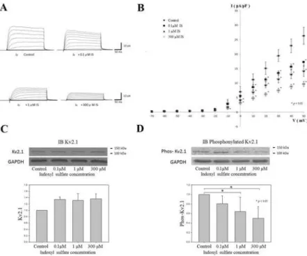 Fig 1. The effect of IS on H9c2 cardiomyocyte I K and potassium channel protein Kv2.1 expression