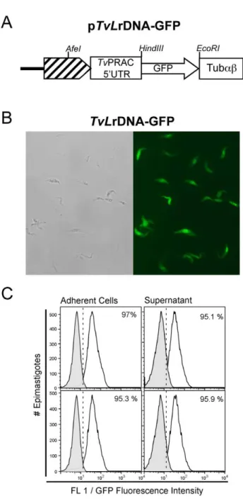 Figure 8. Validation of stably transformed pTvLr DNA-GFP parasites. Schematic representation of pTvLrDNA-GFP vector construct (A); TvLrDNA-GFP parasites from axenic culture supernatants were examined under phase contrast (left panel) and epifluorescence (r
