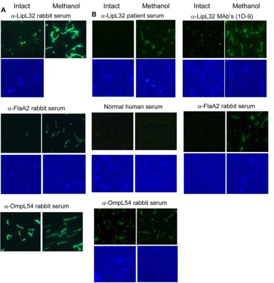 Figure 3. Localization of LipL32 by surface immunofluorescence assay (IFA). Intact or membrane-permeabilized spirochetes were probed with immune sera