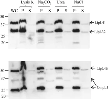 Figure 5. Membrane affinity analysis of LipL32, LipL41, LipL46 and OmpL1. The membrane fraction of L