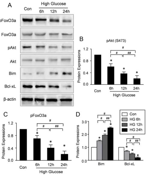 Figure 3. High glucose increases the activations of Akt and FoxO3a in CMECs. A: Representative Western blots of Akt, pAkt, FoxO3a, pFoxO3a, Bim and Bcl-xL in CMECs incubation with high glucose condition for the indicated time points