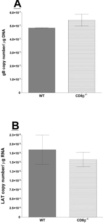 Figure 2. Quantitation of HSV-1 latency in CD8b 2/2 infected mice. Wild-type (WT) C57BL/6 and CD8b 2/2 mice were infected as described in Materials and Methods