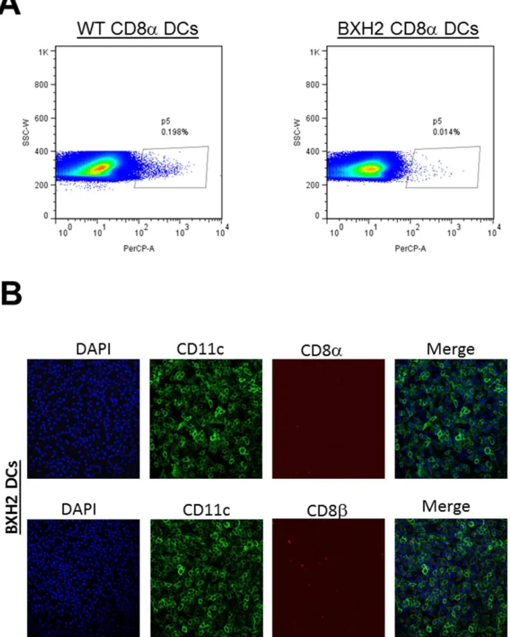 Figure 5. CD8a + DCs in BXH2 mice. A) FACS. Subconfluent monolayers of DCs from WT C3H/HEJ and BXH2/TyJ mice were grown to confluency and stained with anti-CD8a antibody and analyzed by FACS