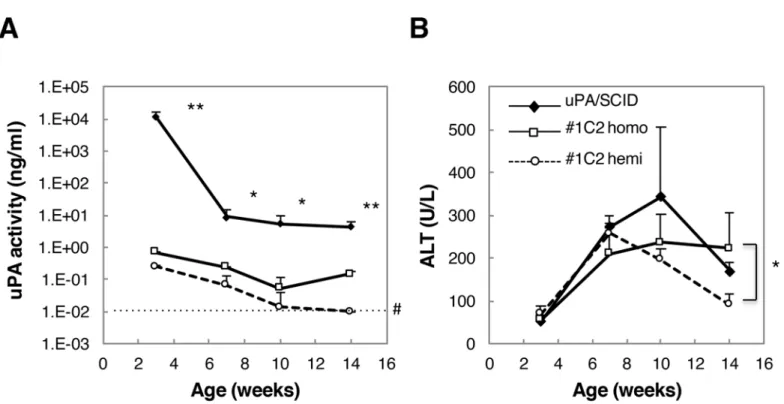 Fig 3. uPA and ALT activity in uPA/SCID mice and #1C2 homo- and hemizygotes. (A) uPA activity was more than 100 times higher in 14-week-old uPA/