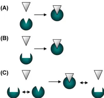 Figure 3. General molecular recognition scheme. Both the ligand (white) and the target (green) are interconverting between an ensemble of conformations denoted by indices, a i and A i , respectively.