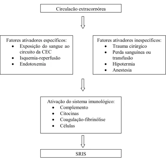 Figura  3.  Seqüência  de  eventos  envolvidos  na  fisiopatologia  da  síndrome  da  resposta  inflamatória sistêmica (SRIS) após circulação extracorpórea (CEC)