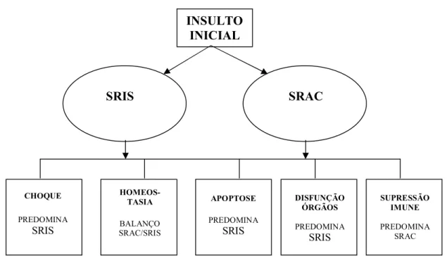 Figura  6.  Conseqüências  clínicas  do  balanço  entre  síndrome  da  resposta  inflamatória  sistêmica (SRIS) e síndrome da resposta anti-inflamatória compensatória (SRAC)