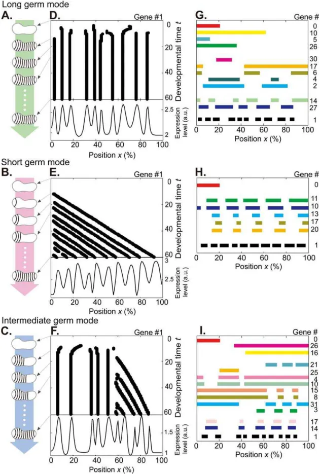 Figure 1. The evolved networks simulate long, short, and intermediate germ-band development