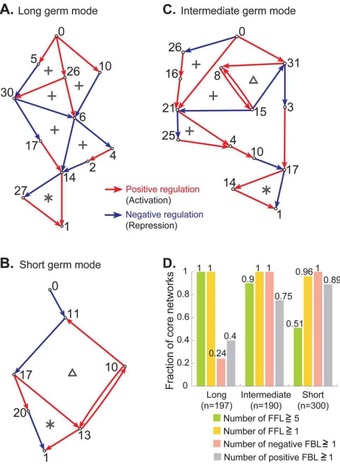 Figure 2. FFL, negative FBL and their interconnections characterize the core network architecture