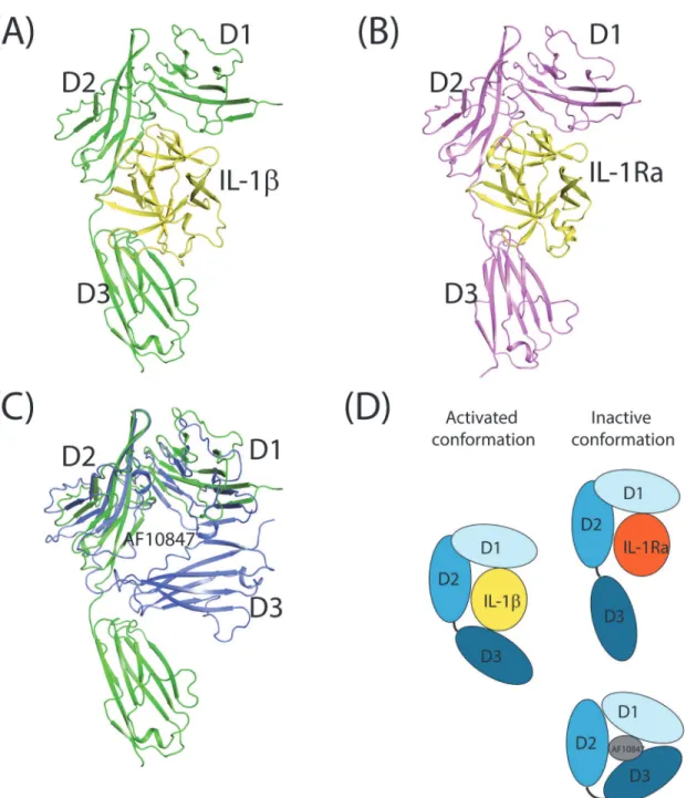 Fig 1. Crystal structures of IL-1R1 with three different ligands. (A) IL-1R1/IL-1β (PDB entry: 4DEF), (B) IL-1R1/IL-1Ra (PDB entry: 1IRA), and (C) IL-1R1/