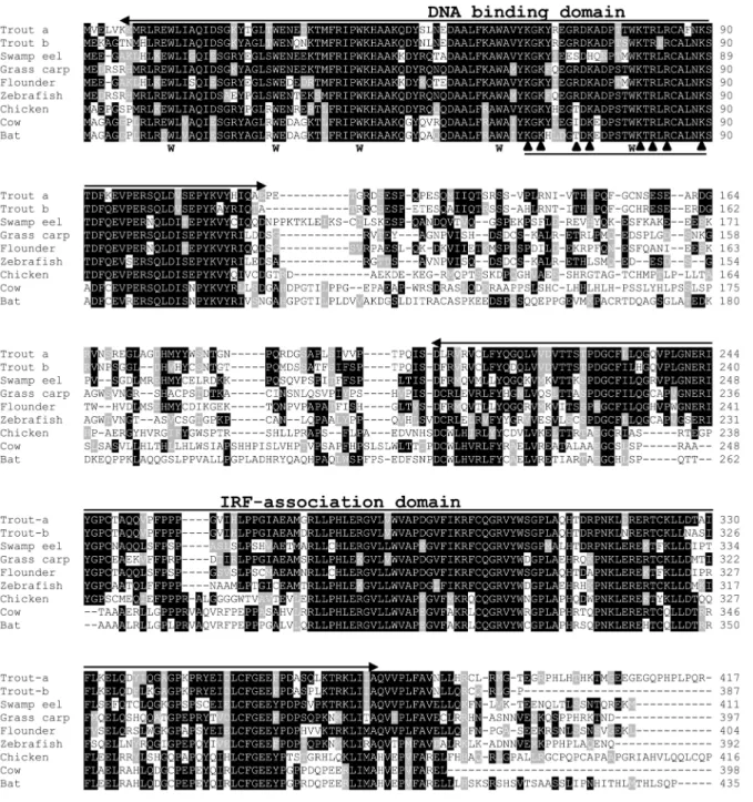 Fig 2. Multiple alignment of IRF10 molecules from rainbow trout, grass carp and swamp eel with selected IRF10 from other fish, birds and mammals