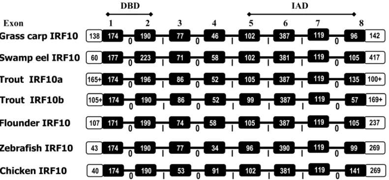 Fig 3. Schematic diagrams of exon-intron structure of IRF10 genes. Boxes represent exons and horizontal lines connecting exons represent introns.