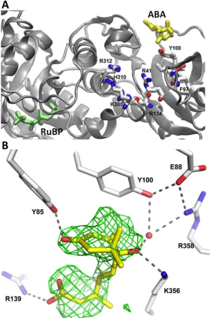 Fig 6. Co-crystallography of RuBP-bound pea Rubisco with ABA. A) L-Subunit B showing (+)-ABA (in yellow) bound to a surface cleft adjacent to Y100