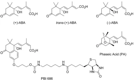 Fig 1. ABA and related ABA analogs. Compounds are labeled accordingly, with (+)-PBI686 representing the photoactive, bioactive ABA-mimetic biotinylated probe used to pull-out putative ABA-binding proteins.