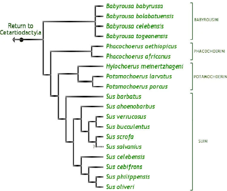 Figura 1. Estudo da relação filogenética da subordem Suiformes (Fonte: Luchini et  al., 2005).