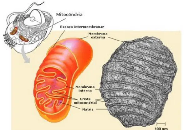 Figura  3.  Representação  esquemática  da  mitocôndria  e  uma  eletromicrografia.