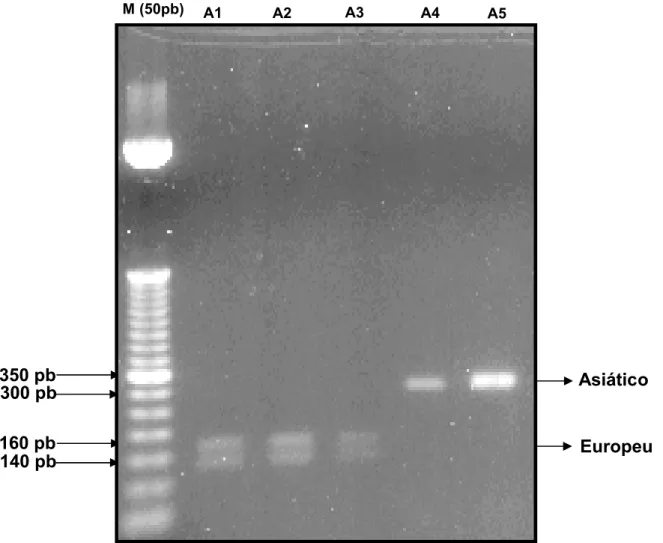 Figura 5. Eletroforese em gel de agarose 2,0% mostrando os genótipos de mtDNA.