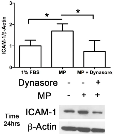 Fig 8. Inhibition of Caveolae endocytosis blocks upregulation of ICAM-1 expression. MLECs were pretreated with either 60 μM Dynasore or 0.1% DMSO for 30 min prior to incubation with MPs (Approx 40,000 MPs/mL) for the time points indicated (0, 0.5, 1, 2, 24