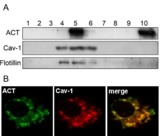 Figure 4. Western blot analysis of sucrose density gradient fractions and confocal microscopy images showing ACT localization in ACT-treated CHO-K1 cells