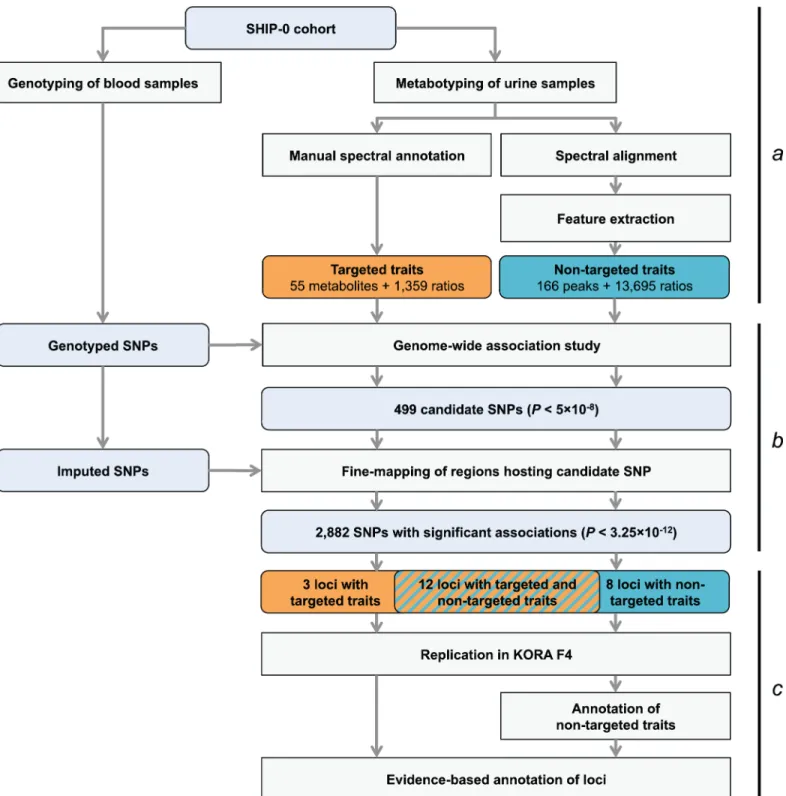 Fig 1. Study design. (a) Genotyping and metabotyping of 3,861 SHIP-0 study participants