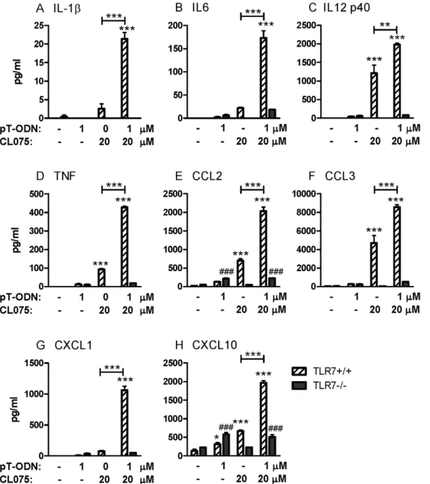 Figure 3. CL075/pT-ODN-induced production of (A–D) proinflammatory cytokines and (E–H) chemokines by primary cortical cells is dependent on TLR7