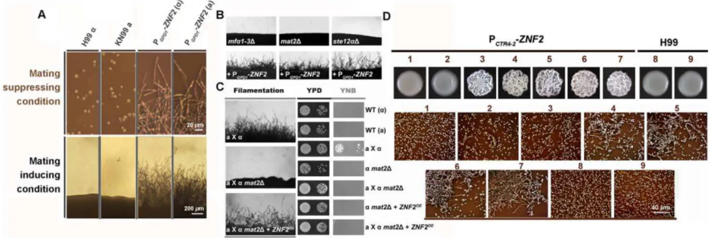 Figure 4. Znf2 governs bi-directional morphological transition and morphotype maintenance