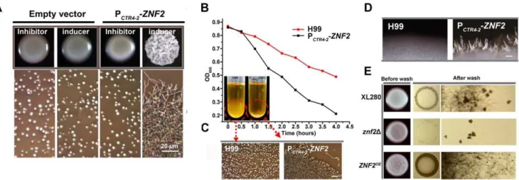 Figure 6. Znf2 regulates cell adhesion in Cryptococcus . (A) The P CTR4-2 -ZNF2 strain and a strain transformed with the empty vector (control) were incubated on YPD agar medium that contains either BCS (inducer) or CuSO 4 (inhibitor)