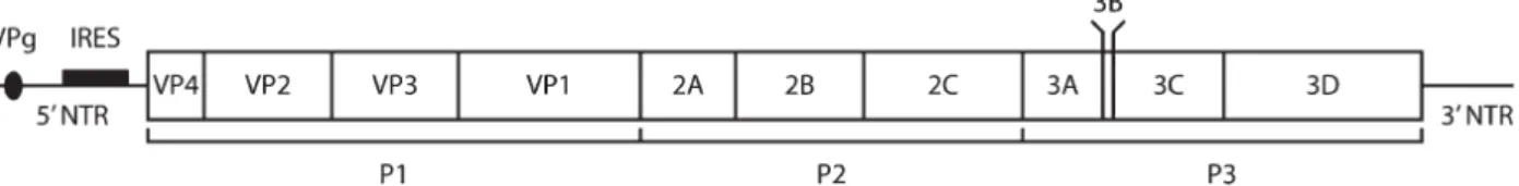 Figura 1: Organização genômica dos HRV demonstrando os seus 11 genes (Lewis-Rogers et  al.,  2009)