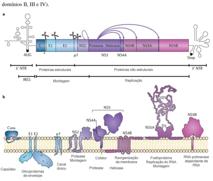 Figura 2. Organização genética, clivagem da poliproteína e topologia das proteínas funcionais  do  HCV