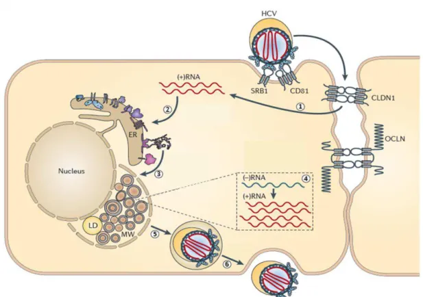 Figura  3.  Ciclo  de  replicação  do  HCV.  1.  Após  a  adsorção  inicial  da  partícula  viral  aos  receptores celulares (CD81 ou SRBI), se iniciam interações com os co-receptores (claudinas 1  ou  ocludinas)  e  posteriormente  ocorre  a  penetração  