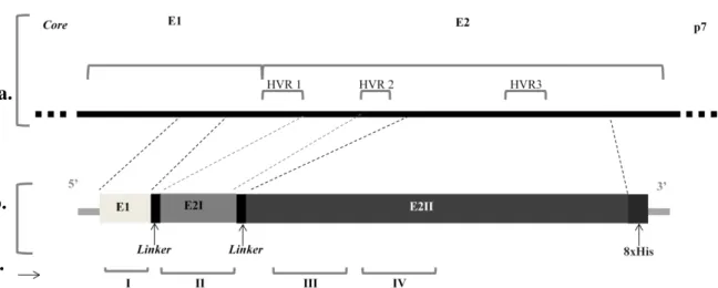 Figura 4. a. Representação da organização dos genes E1 e E2 do HCV.  Core, E1, E2 e p7  representam  as  sequências  nucleotídicas  dos  respectivos  genes