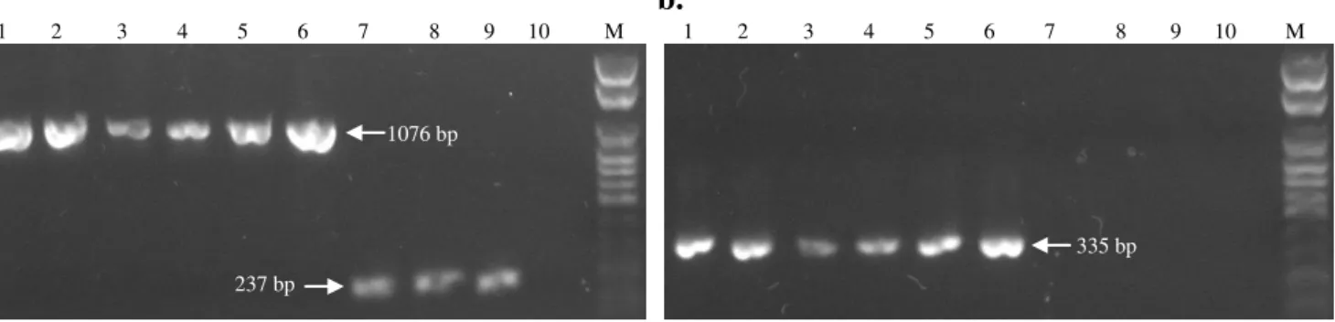 Figura 6. Eletroforese em gel de agarose dos produtos de amplificação, obtidos por PCR com  os  primers  T7  e  BGH  (a.),  ou  FRE2I  e  RVE2II  (b.)  para  detecção  do  DNA  plasmidial  em  células Huh7.5 transfectadas