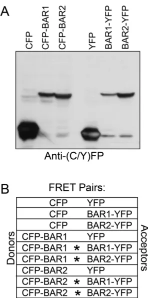 Figure 1. Summary of FRET donors and acceptors. (A) Immunoblot analysis using an antibody that recognizes both CFP and YFP to show appropriate expression and predicted molecular weight for all six FRET donor and acceptor fusion proteins used in these studi