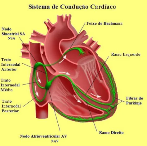 Figura 2.3 – Esquema gráfico do Sistema Condução Cardíaca (modificada) [Universal Medical Center.