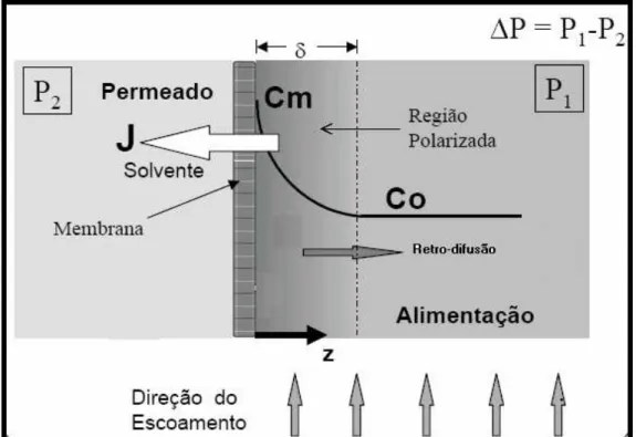 Figura 6 - Concentração de polarização durante um processo de microfiltração tangencial  Fonte: FRANÇA NETA (2005) 
