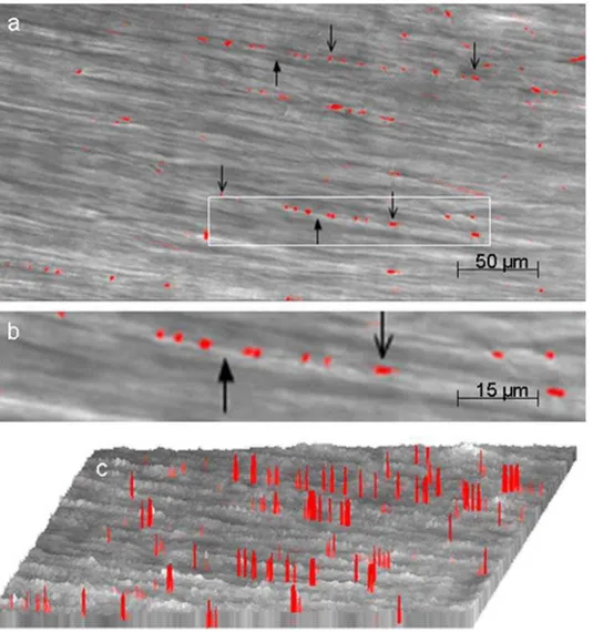 Figure 1. Visualization of myenteric nerve varicosities by their Ca 2+ signals. These studies were done after EFS of the muscle strips preloaded with the indicator calcium orange