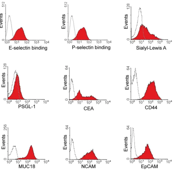Figure 1. SCLC cell line OH-1 binds to selectins and expresses CEA. OH-1 cells, as a cell line of neuroectodermal origin, are positive for NCAM and EpCAM, which could be detected by flow cytometry analysis and can thus serve as a marker for these cells whe