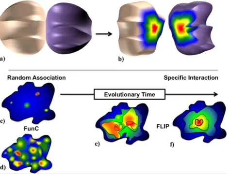 Figure 2. The Energy Centrality Relationship (ECR) for interface evolution. The ECR hypothesis is that upon initial fortuitous protein-protein association, residues in a nascent interface have a selective pressure to maintain or improve the affinity arisin