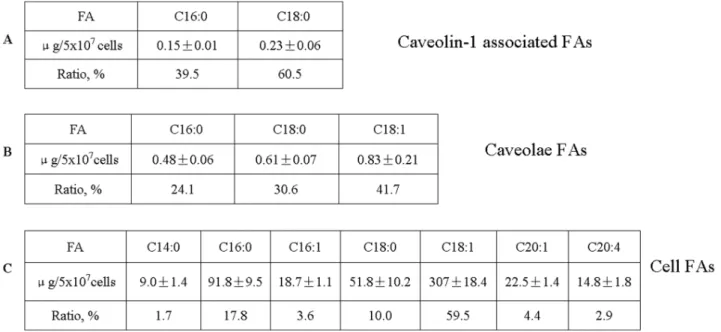 Figure 4. Acylation of caveolin-1. CHO cells were cultured in Ham’s F-12 complete medium to 80% confluency