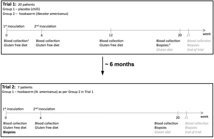 Figure 1. Trial design. For Trial 1, 20 patients were chosen according to selection criteria [21] and divided into two groups of 10, placebo control and hookworm infected (HW)