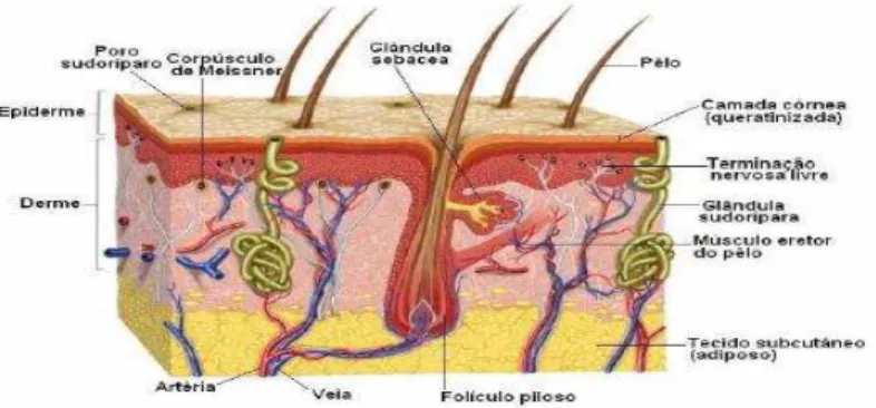 Figura 1: Anatomia da pele.