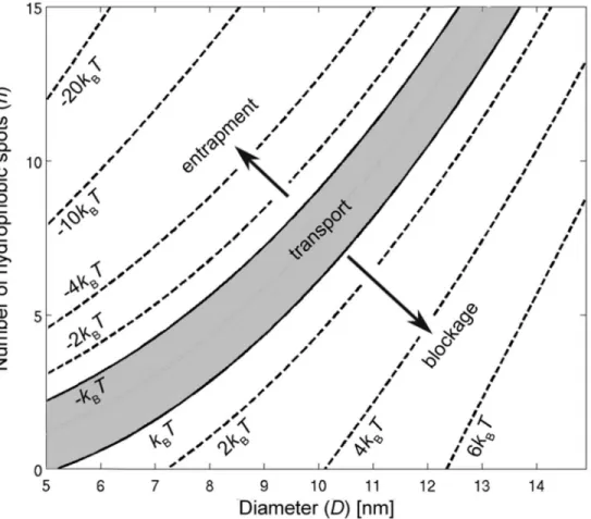 Fig 8. Contour plot of the energy barrier G of the NPC as a function of cargo diameter D and number of hydrophobic binding spots n.