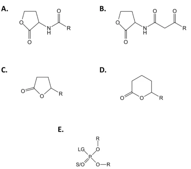 Figure 1.  Generic chemical structure of SsoPox substrates.  Chemical structures of (A) Acyl-Homoserine Lactones, (B) 3-oxo- 3-oxo-Acyl-Homoserine Lactones, (C)  -lactones, (D)  -lactones and (E) phosphotriesters are presented