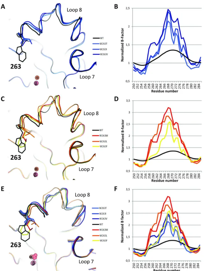 Figure 4.  Different loop 8 conformations of W263 mutants.  Backbone representation of superposition (A-C-E) and normalized B-factors  (B-D-F)  of  LacSV  (A-B)