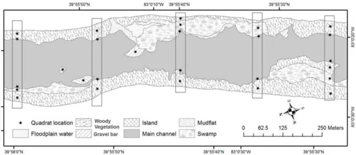 Fig 2. Experimental design. Example of experimental design at one of the study reaches including riverine landscape patches as well as transects and quadrats where ants were surveyed.