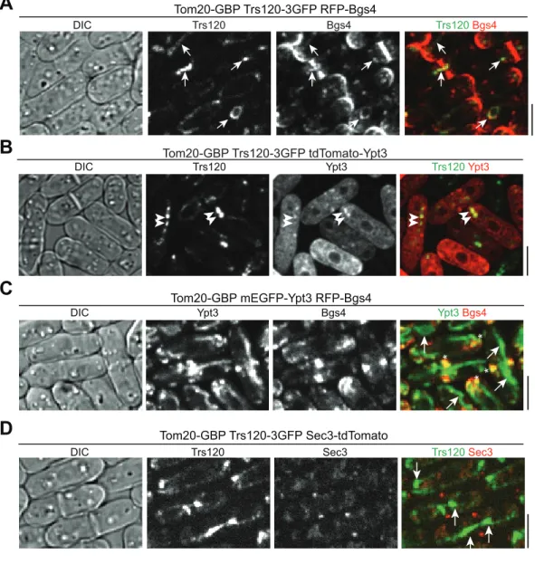 Fig 9. Mislocalized TRAPP-II complex but not Ypt3 can ectopically target vesicle cargos to mitochondria