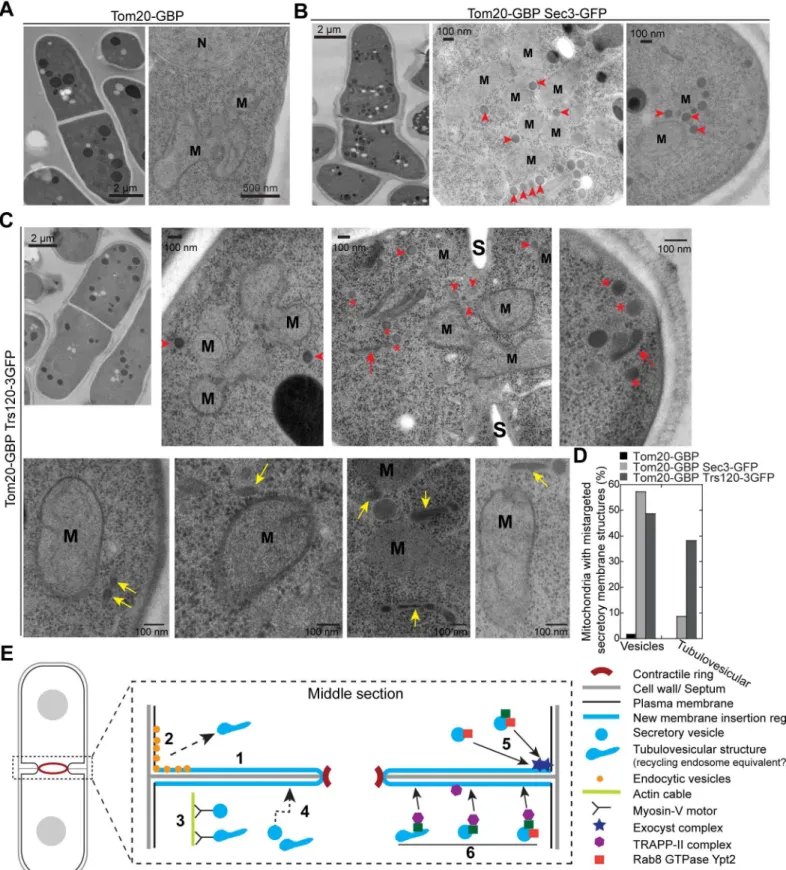 Fig 10. Mislocalized TRAPP-II complex can ectopically target vesicles and tubulovesicular membrane structures to mitochondria