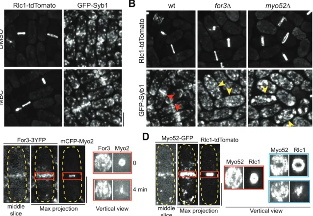 Fig 3. Actin filaments nucleated by the formin For3 and myosin-V motor Myo52 are important for vesicle delivery to the division site