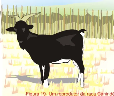 Figura 19- Um reprodutor da raça Canindé