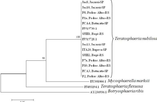 Figura  2.  Árvore  Filogenética  construída  pelo  método  UPGMA  a  partir  do  alinhamento  da  sequência  da  região  ITS  dos  isolados  obtidos  e  as  sequência  dos fungos  Mycosphaerella  marksii  e  Teratosphaeria  flexuosa,  e  também  Botryosph